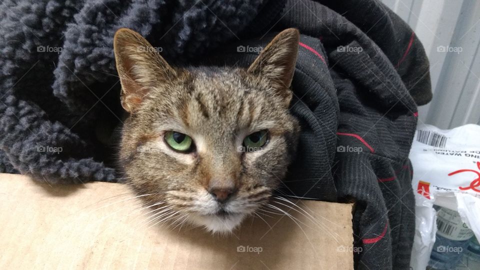 Cat, Cute, Portrait, Fur, Animal