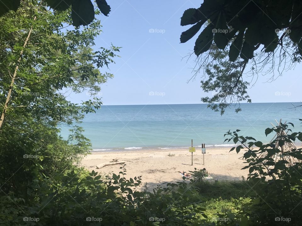 Beach trees