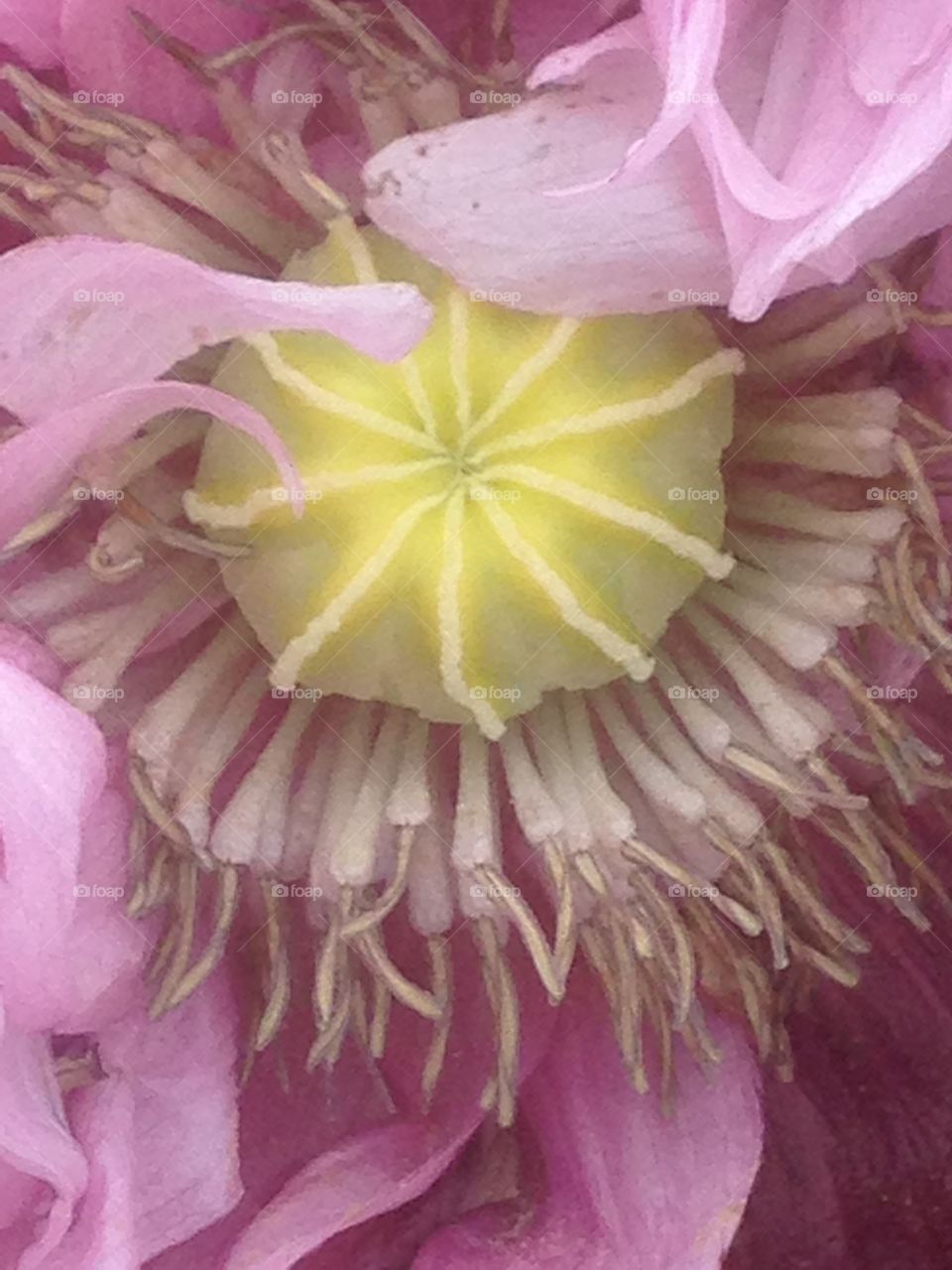 looking into a poppy