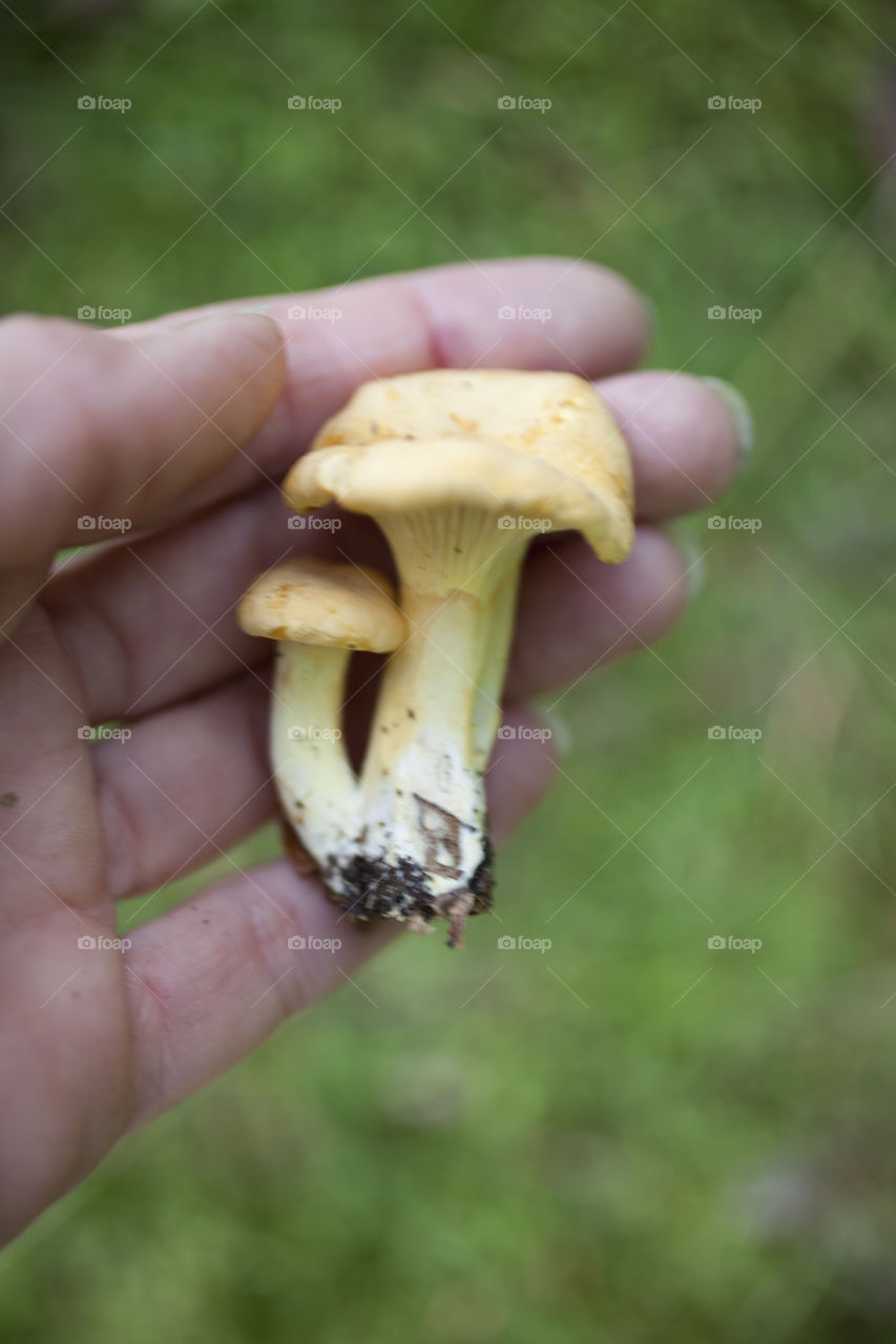 Chanterelle 