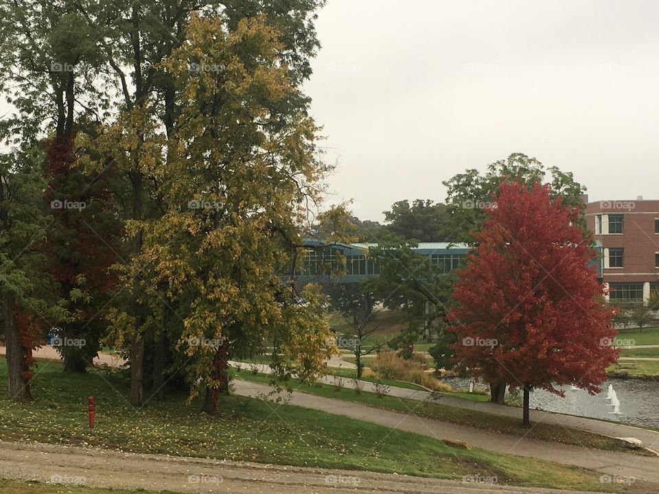 Trees changing color at a modern college campus in Missouri during autumn. 