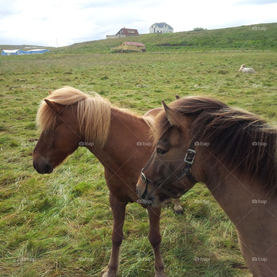 Icelandic Horses - wild pure beauty