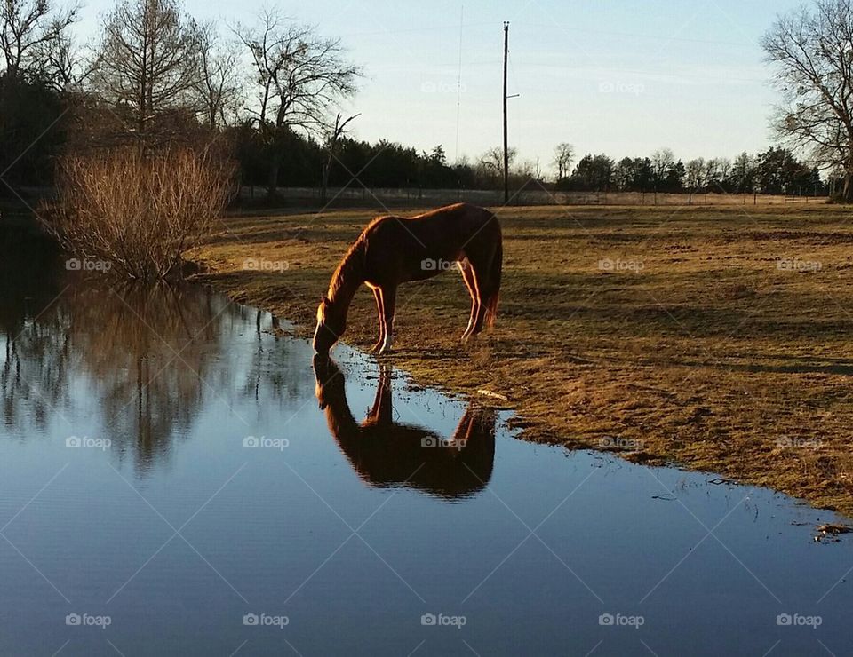 Reflection of Curley