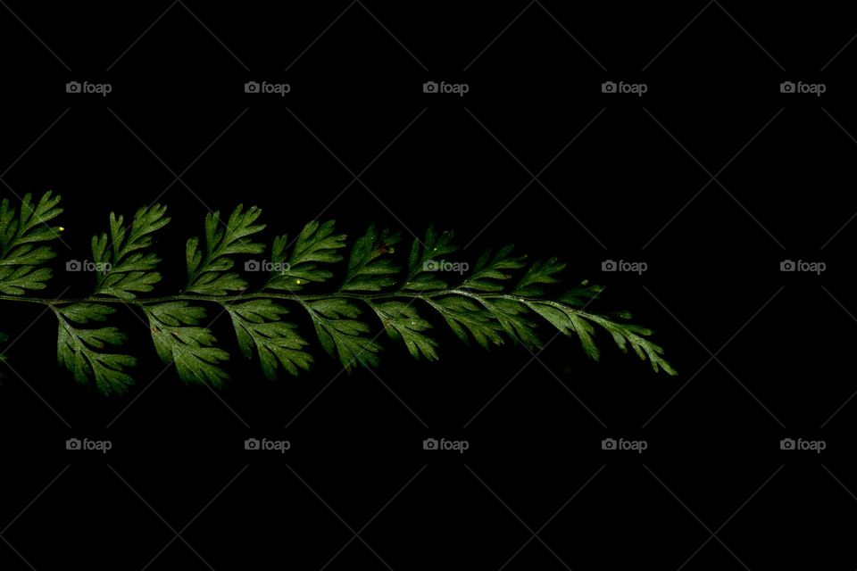 green fern leaf on black background