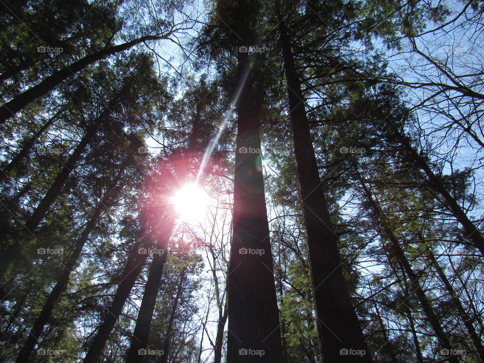 Sun through pine trees