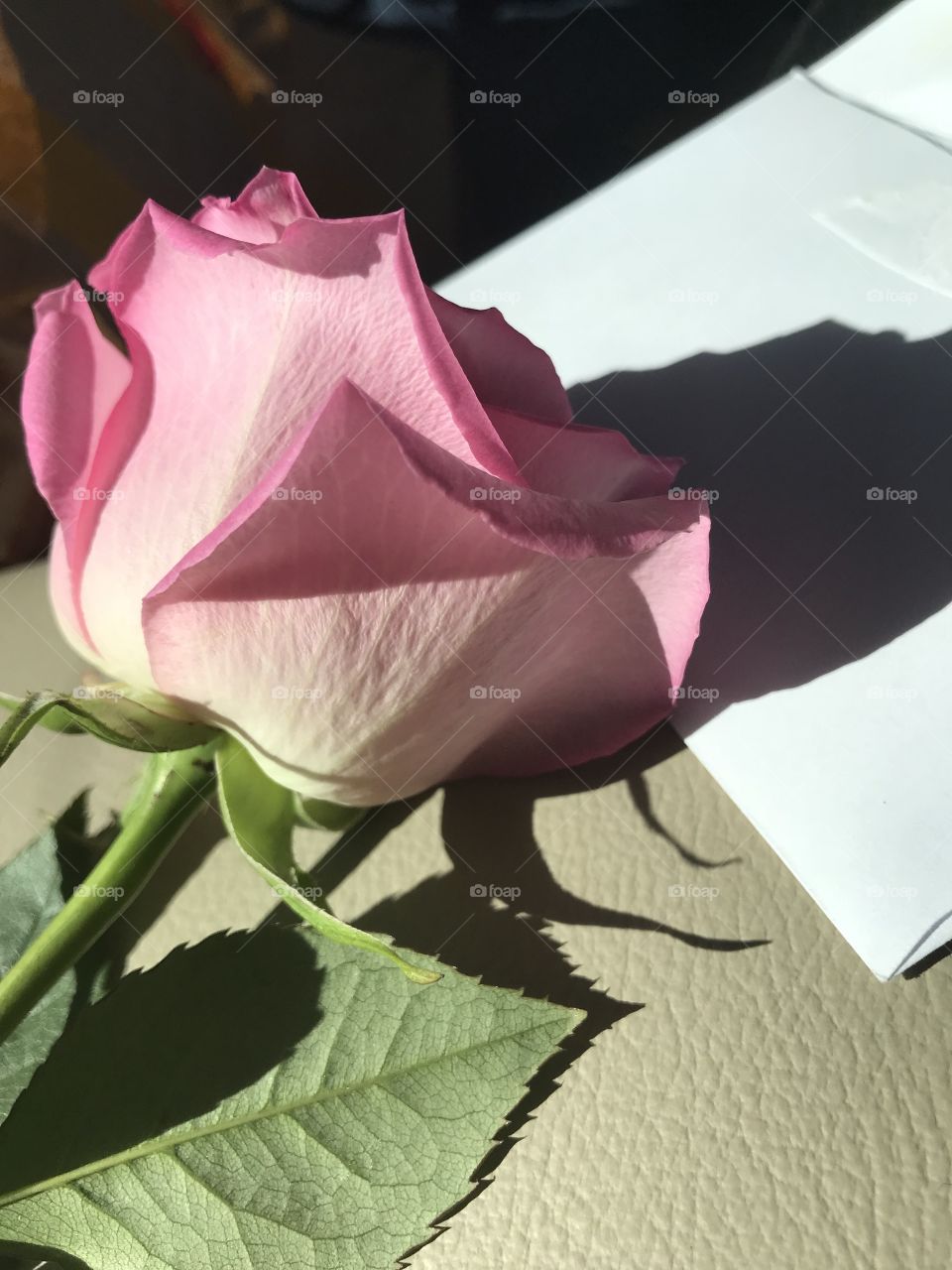 tried to be aesthetic with a pink rose; details on petals, interesting lighting