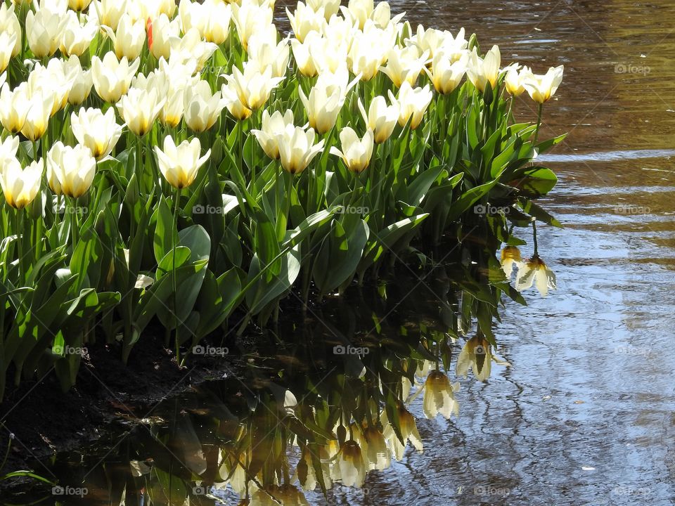 White tulips reflecting