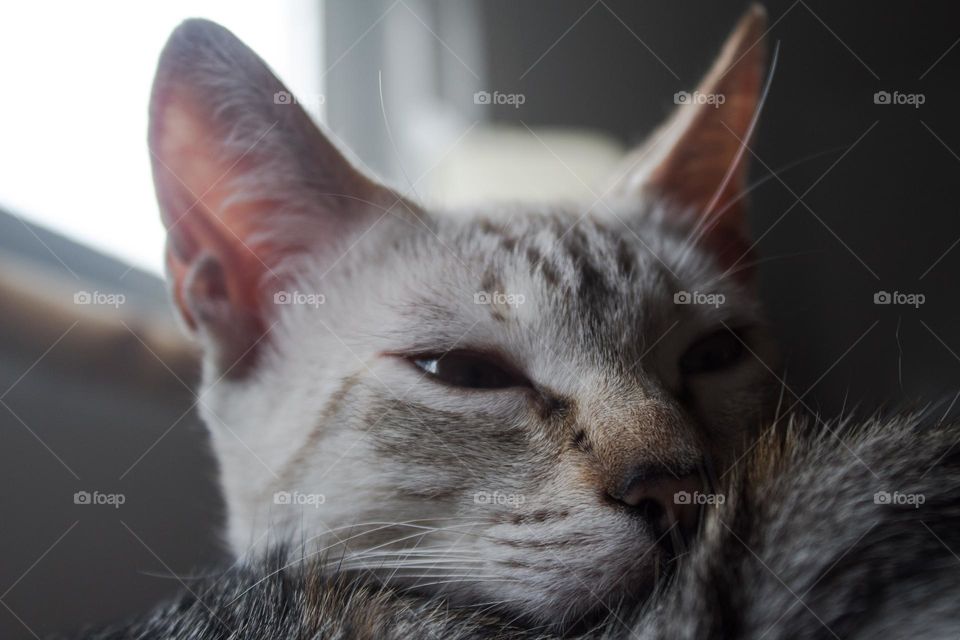 White calm cat, cat dreams