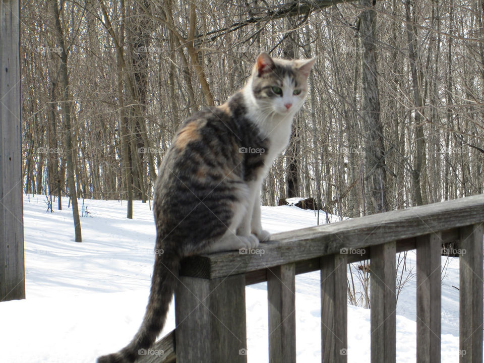 Such a pretty kitty!