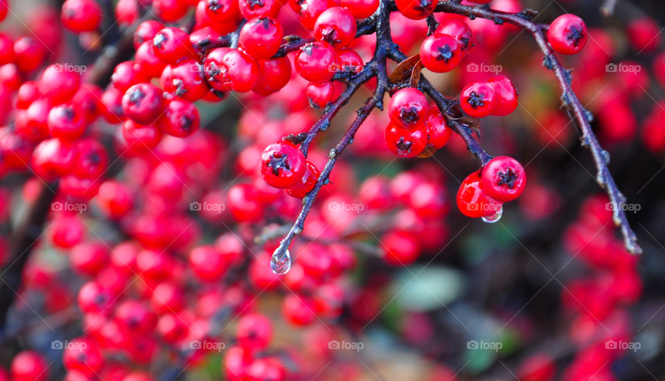 Rain drop on berry tree