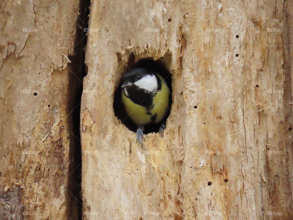 Great tit in a hollow