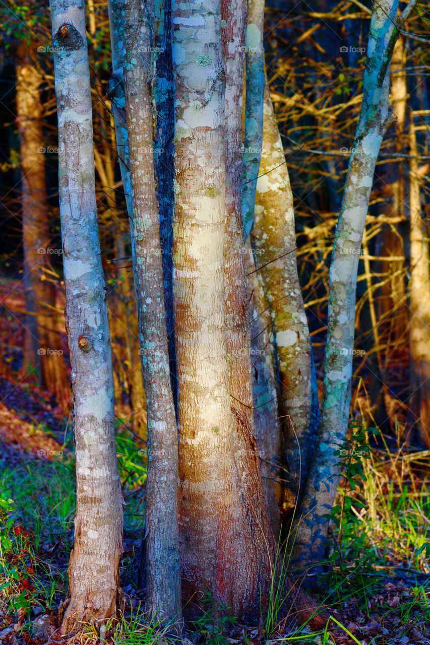 Beautiful bark