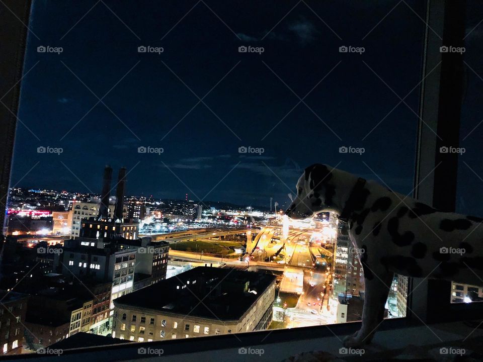 A beautiful dog with spots, over looking the city on Boston, where the lights illuminate the night, cars zooming buy, but the eyes of the dog can see, just beyond the busy city into a work of adventure 
