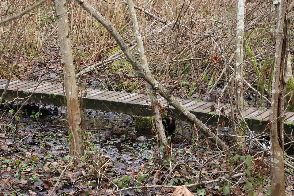 wooden trail in the woods