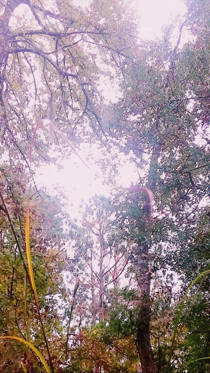 trees autumn leaves foliage fall