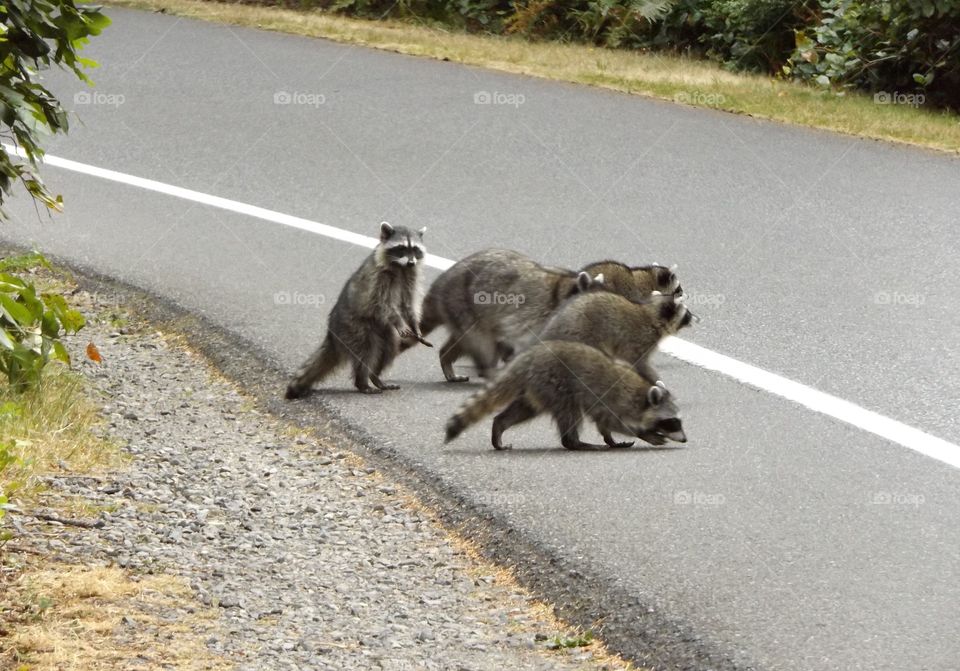Raccoons 