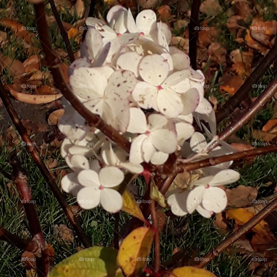 sunlit  white  flowers of hydrangea with pink heart on autumn background