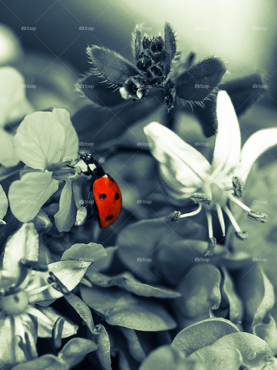 Ladybug