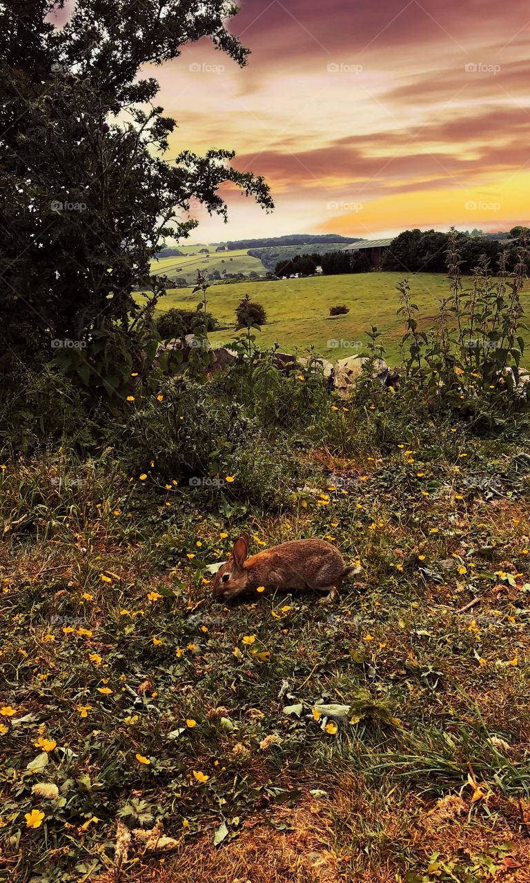 Details within nature