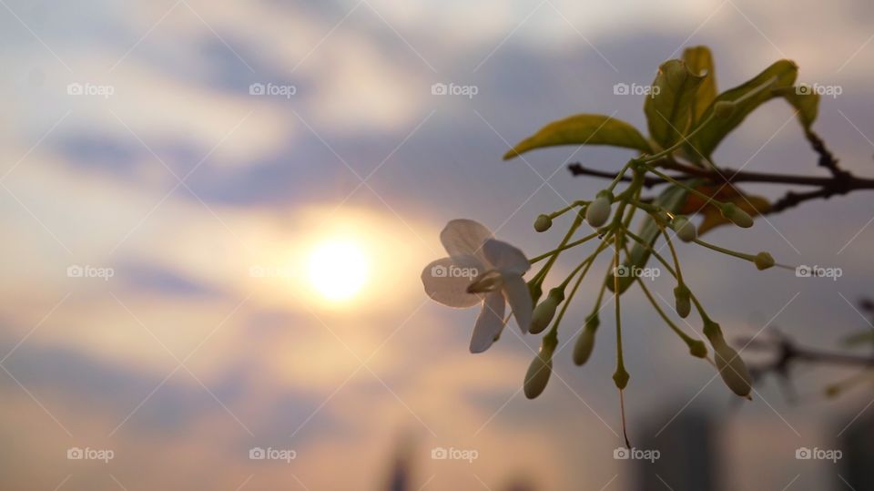 Wild water plum under sunrises 