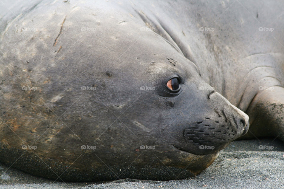 grey ice cold wildlife by pandahat