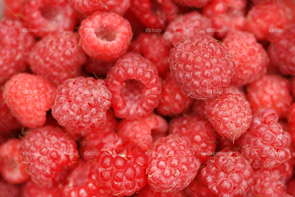 Fresh organic raspberries just picked up at the orchard