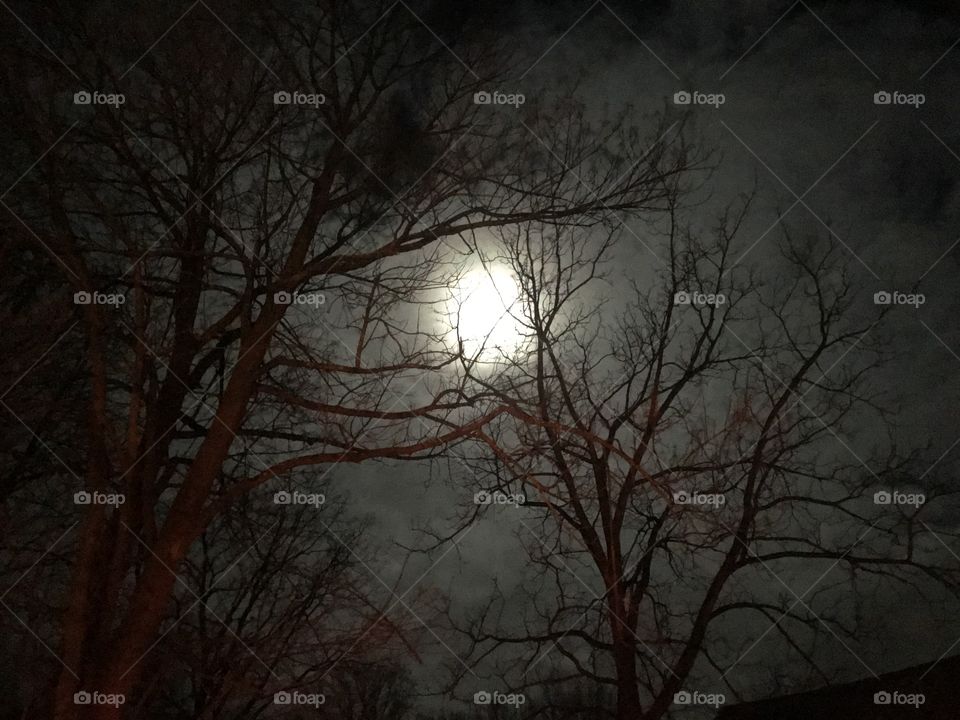 Eerie moon shining through the trees