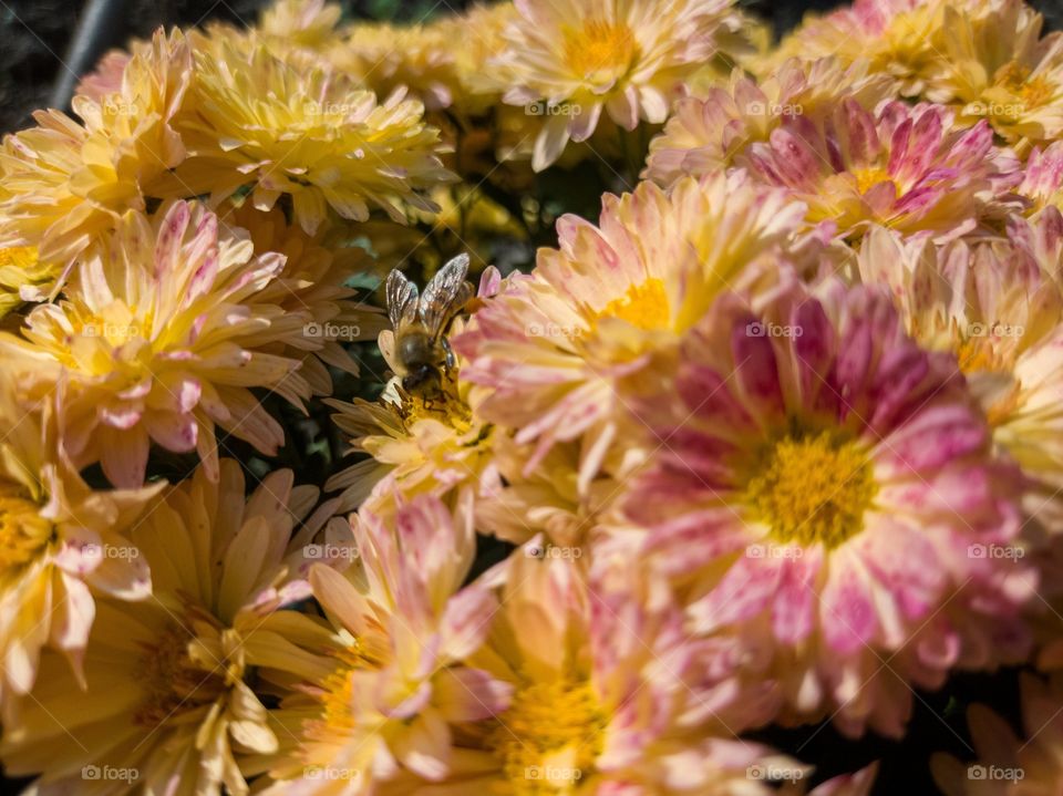 Chrysanthemum chameleon and the honey bee.