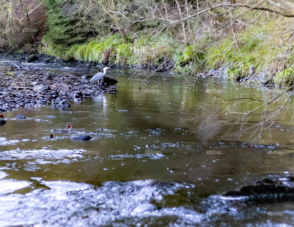 Heron in the glen
