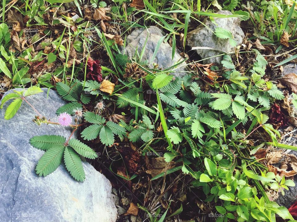 Mimosa plant with flower and leaves