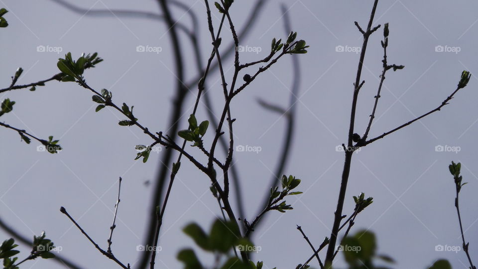 Branch silhouette 