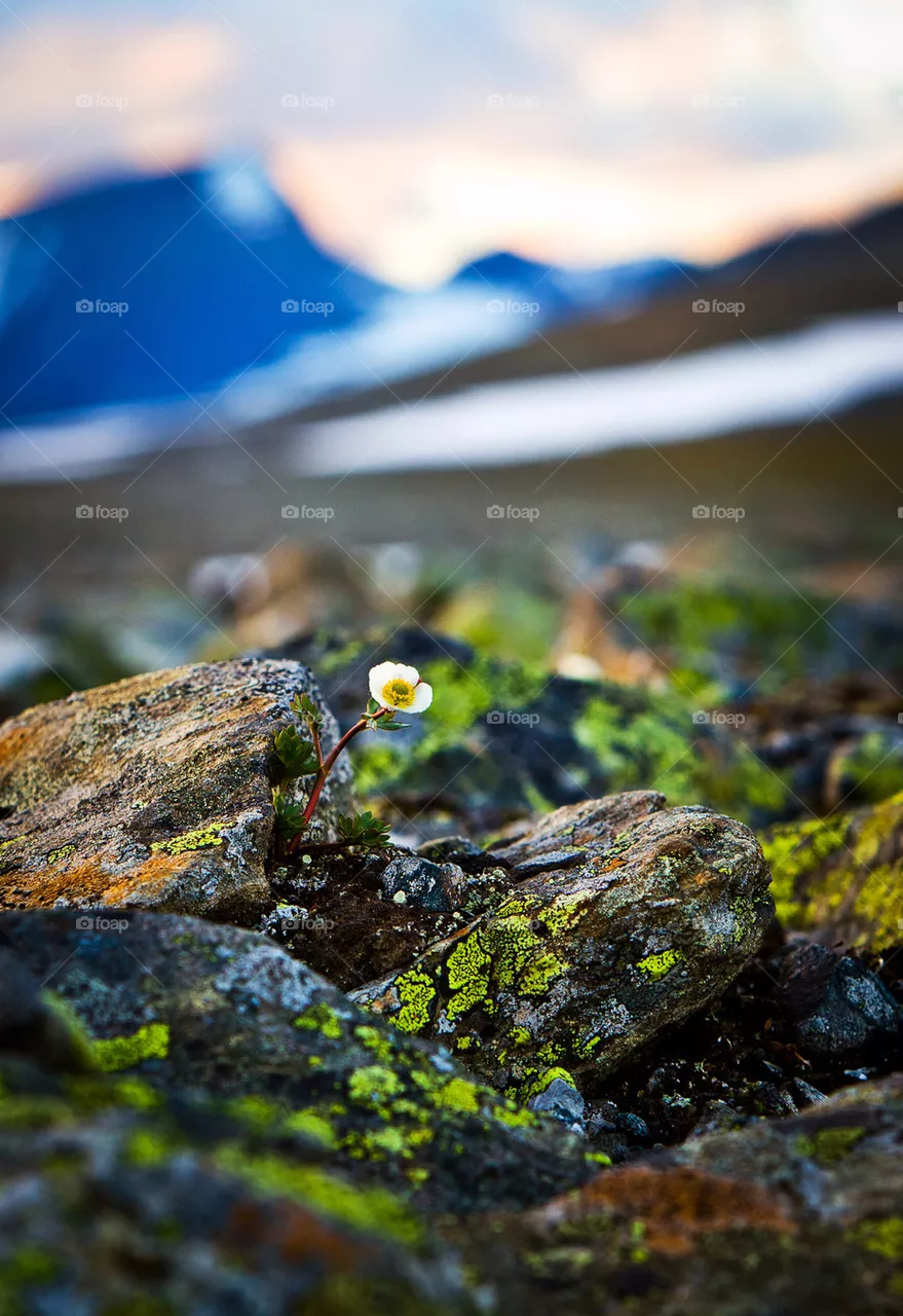 moss