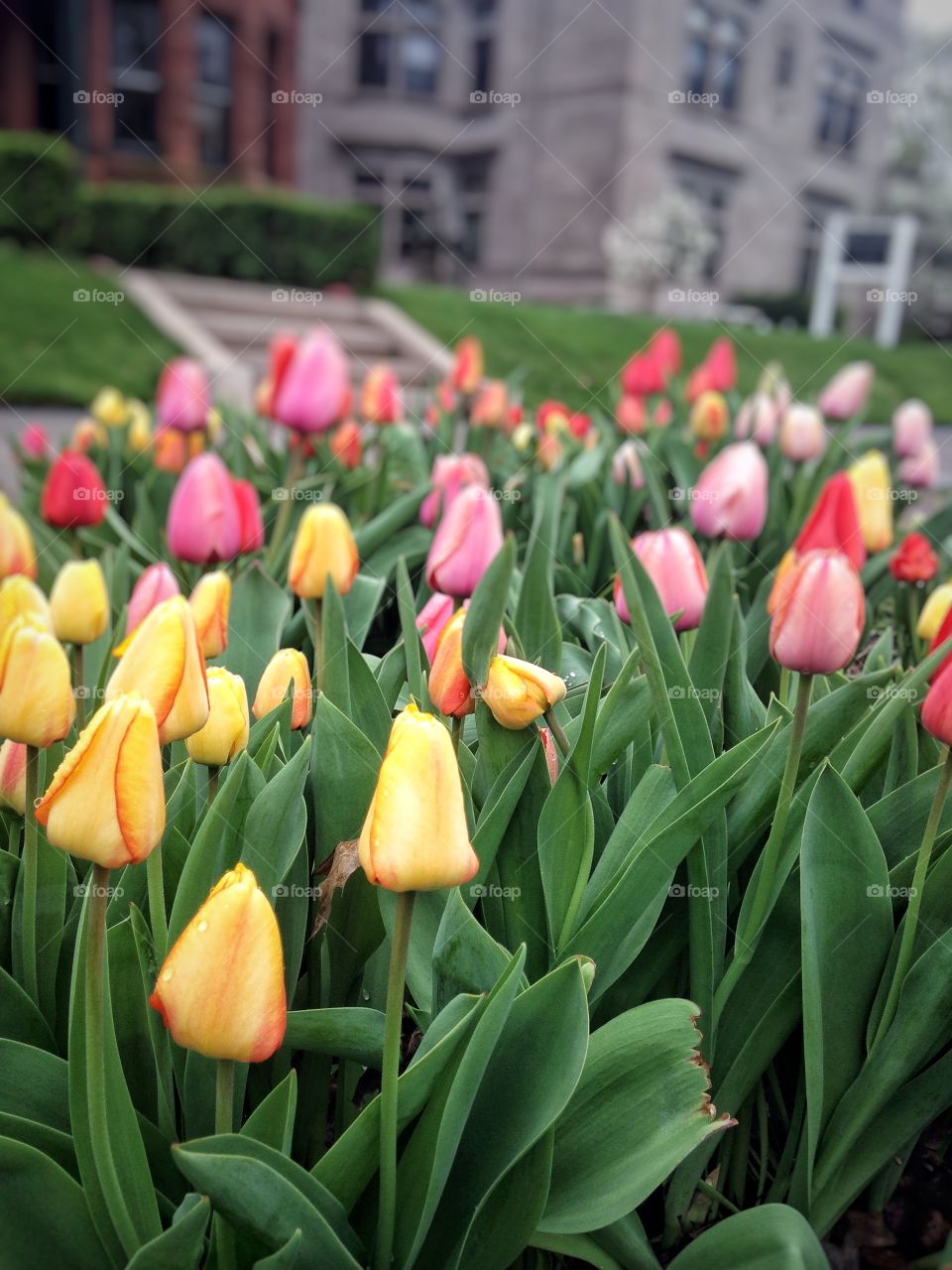 Tulips garden, Minneapolis 