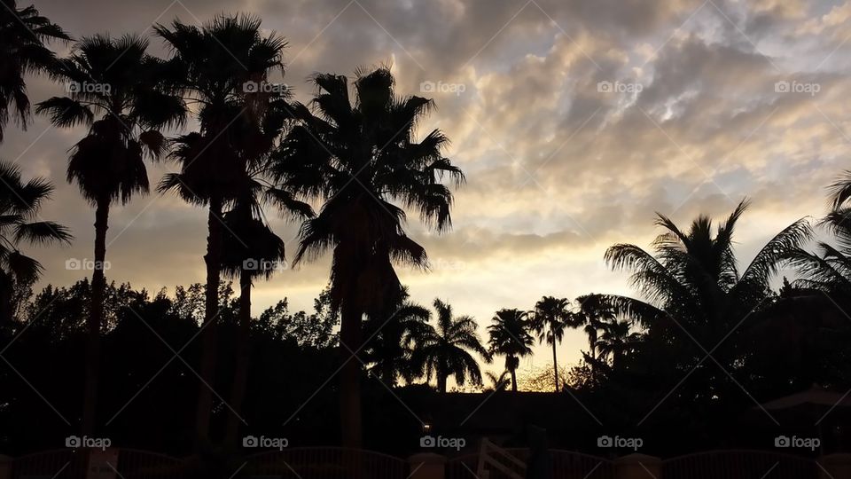 Palm Tree Sky