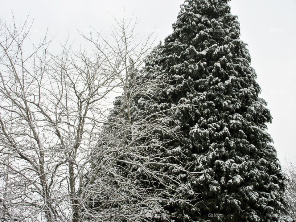 evergreen and deciduous