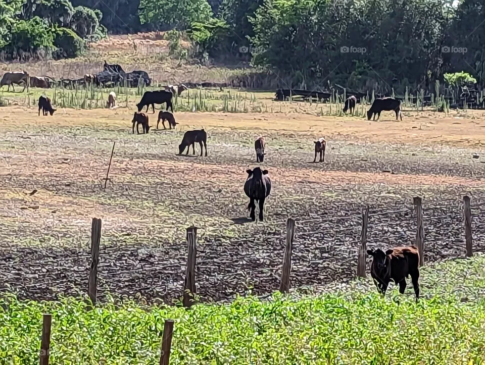 Just a bunch of cows