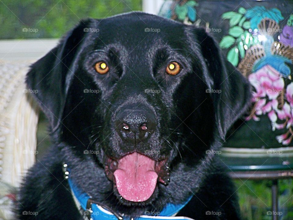 Black Labrador retriever 