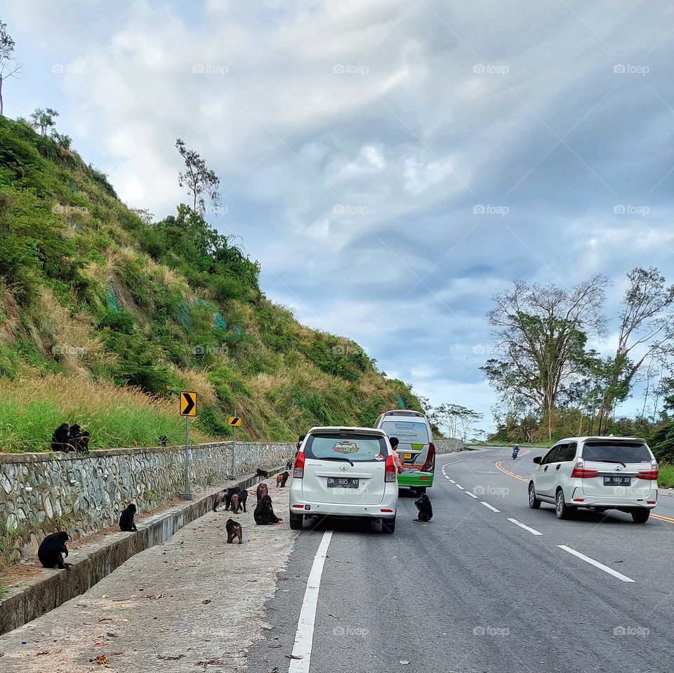 Mountain ranger monkey.