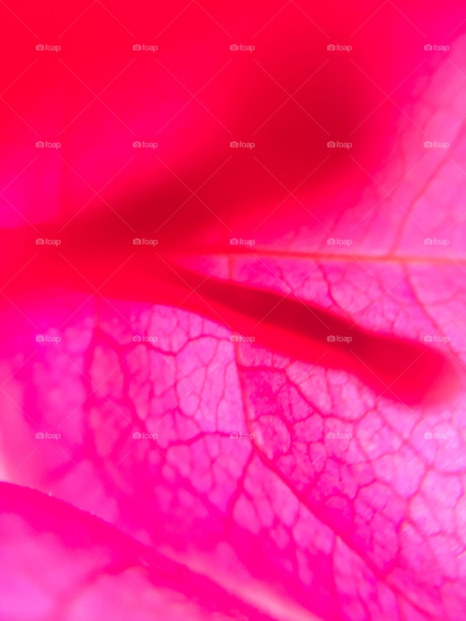 Sky through a bungaville leaf