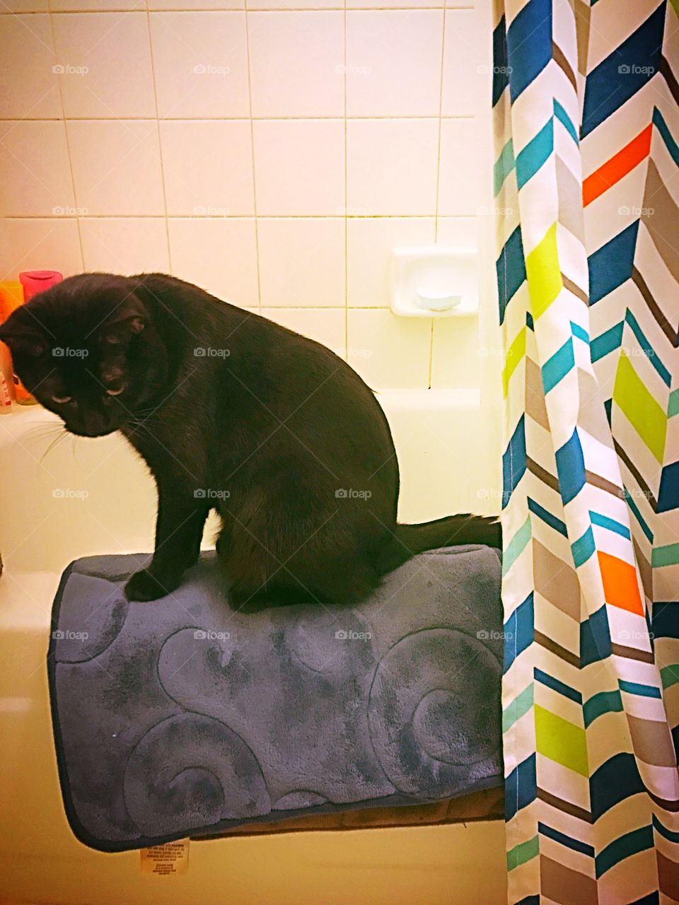 Bath time kitty!