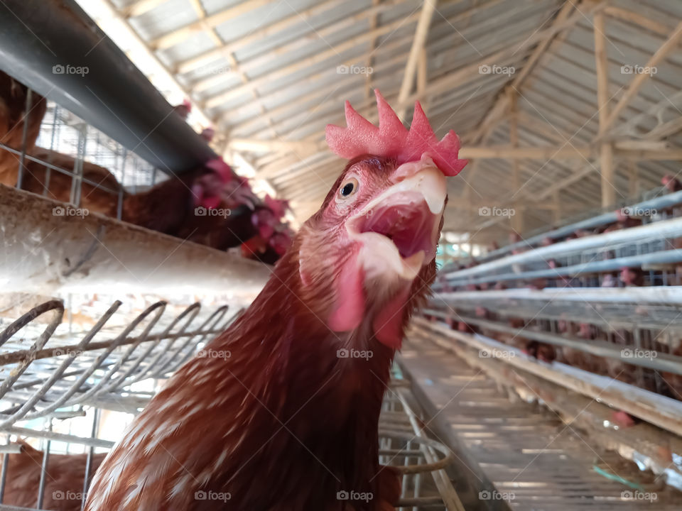 Hmm, Head of hen out from it's cages to ask feed as it's starving.