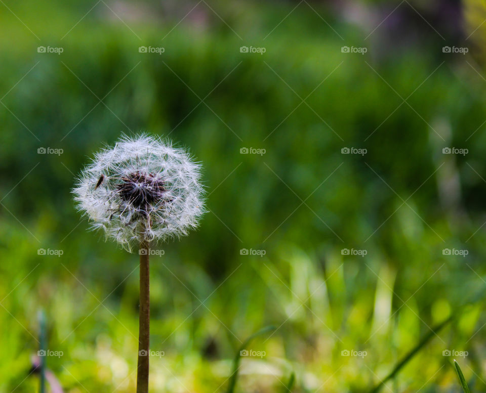 Lonely Dandelion