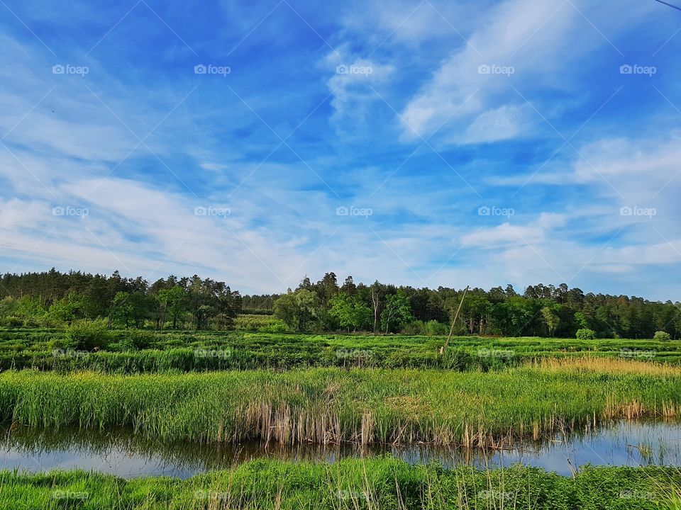 nature. spring. marsh