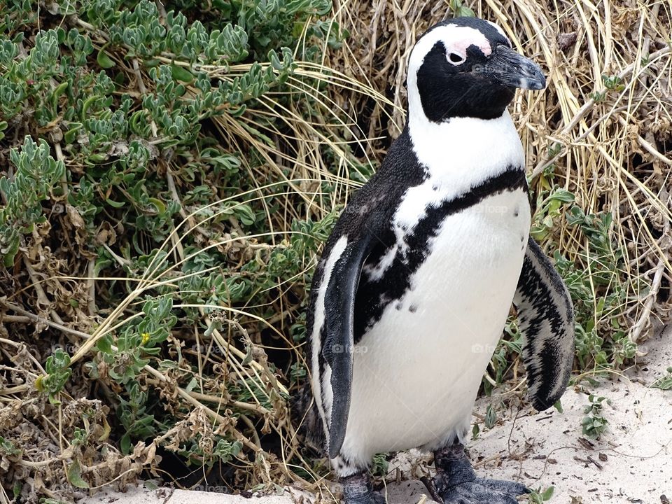 South African Penguin 