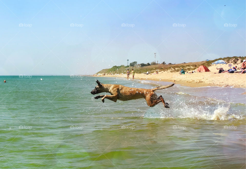 Belgian shepherd malinois dog jump