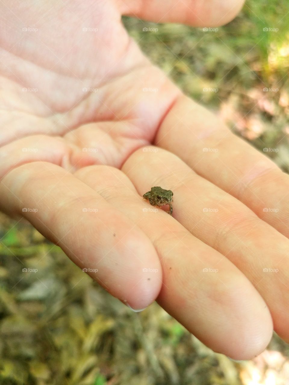 A tiny frog that just emerges from the water after fully forming. After picking hi up he hangs out with me for a little while for a photo shoot.