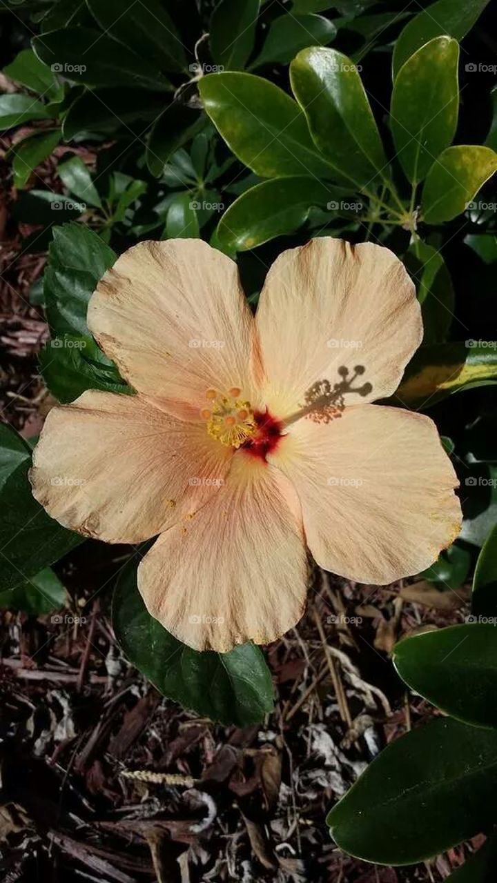 Hibiscus