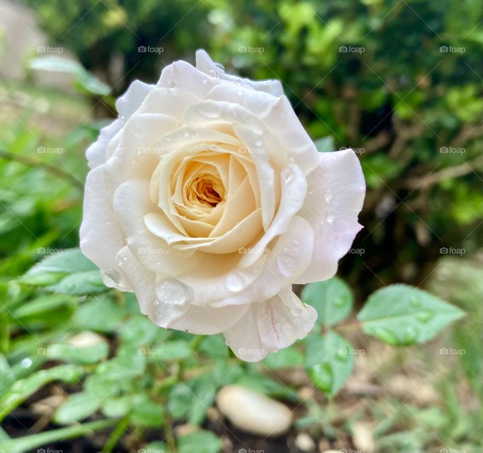 🌹 🇺🇸 Very beautiful flowers to brighten our day.  Live nature and its beauty. Did you like the delicate petals? / 🇧🇷 Flores muito bonitas para alegrar nosso dia. Viva a natureza e sua beleza. Gostaram das pétalas delicadas? 