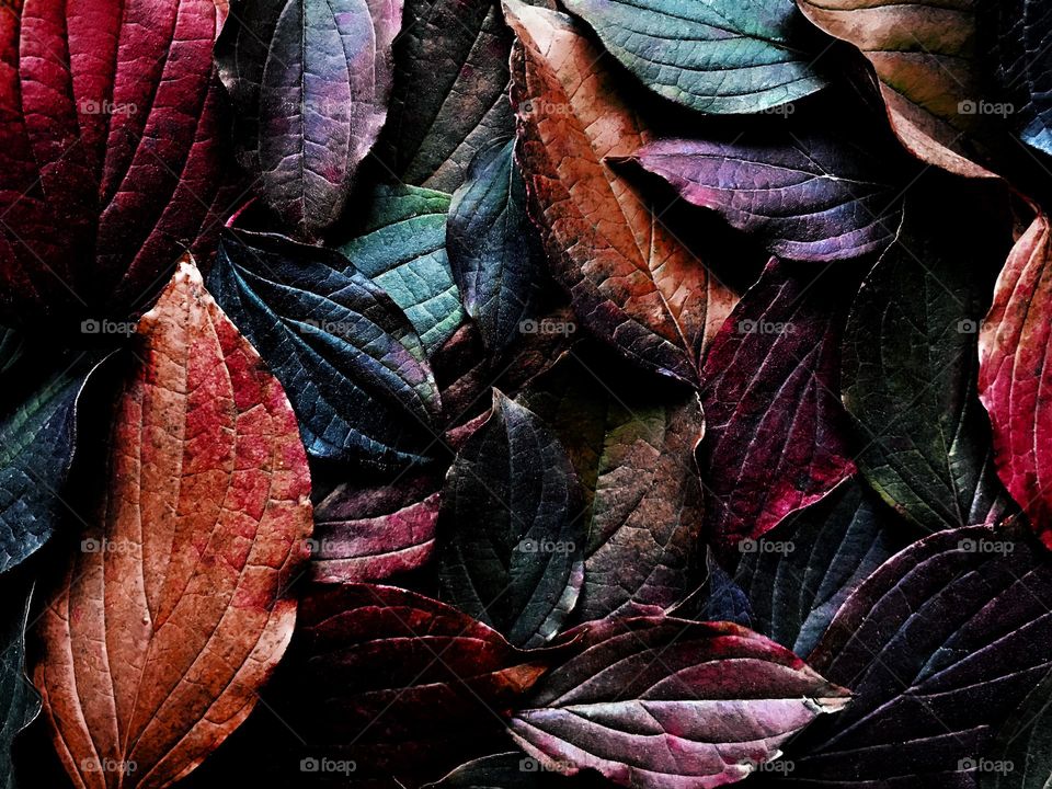 Bright and colorful autumn leaves 