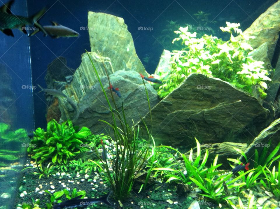 Aquarium at SeaWorld